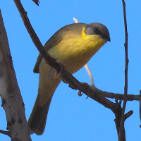 Grey-headed Honeyeater